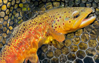 Hans Stephenson @ Dakota Angler